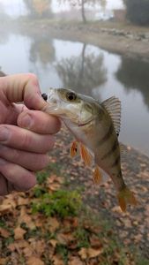 European Perch