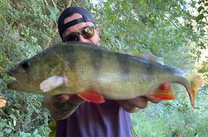 European Perch