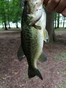 Largemouth Bass