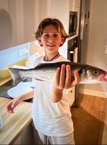 European Bass (Seabass)
