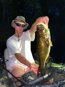 Largemouth Bass