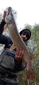 Northern Pike