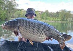 Common Carp