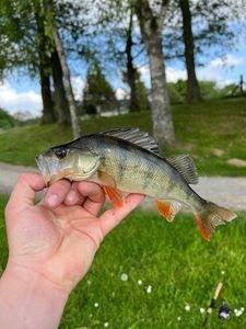 European Perch