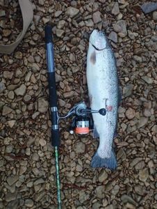 Rainbow Trout