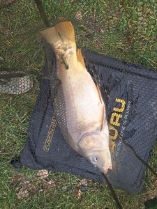 Leather Carp