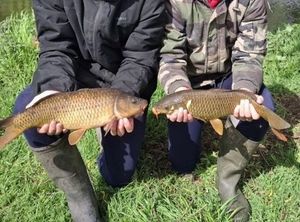 Common Carp