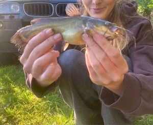 Black Bullhead
