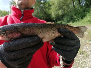 Rainbow Trout