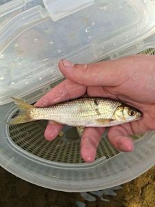 Common Dace