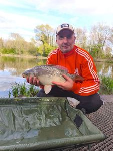 Mirror Carp
