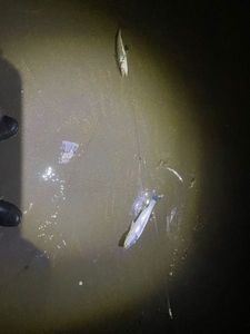 European Bass (Seabass)