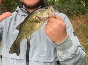 Largemouth Bass