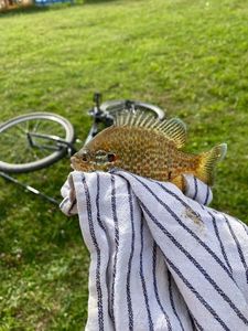 Green Sunfish