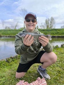 Rainbow Trout