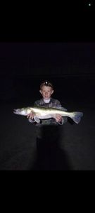 Zander