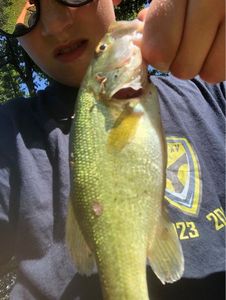 Largemouth Bass