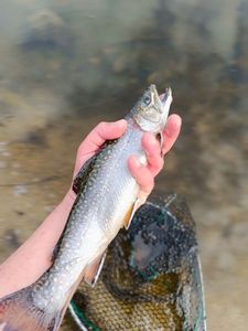 Brook Trout