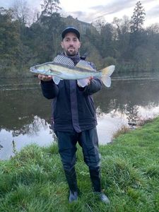 Zander