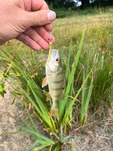 European Perch