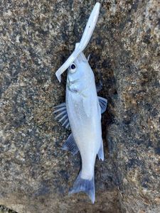 European Bass (Seabass)