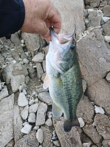 Black Bass (Achigan à Grande Bouche)