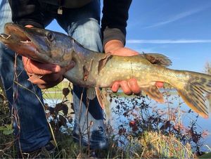 Northern Pike