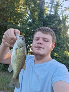 Largemouth Bass