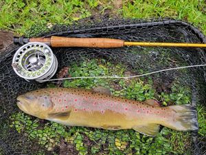 Brown Trout