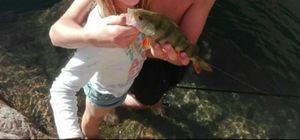European Perch