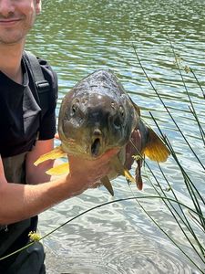Mirror Carp