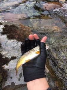 Brown Trout