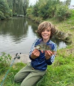 European Perch