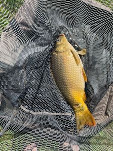 Leather Carp