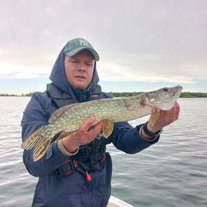 Northern Pike