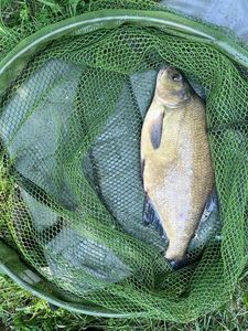 Common Bream