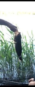 Largemouth Bass