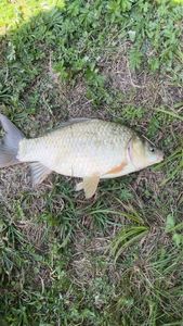 Crucian Carp