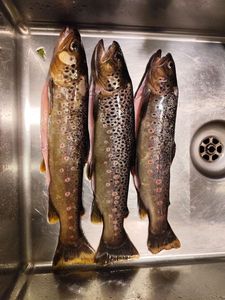 Brown Trout