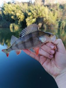 European Perch