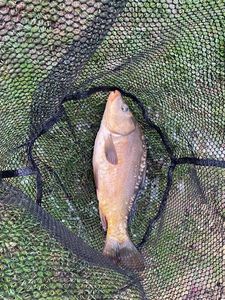 Leather Carp