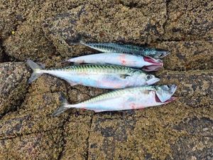 Mackerel