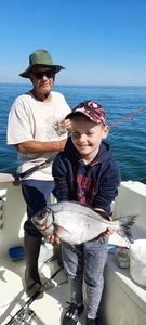 Black Seabream