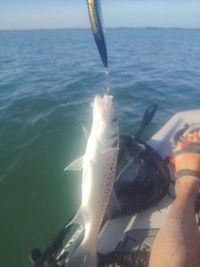 Spotted Seabass
