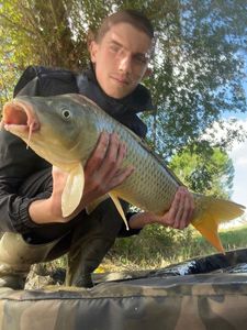 Common Carp