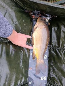 Mirror Carp