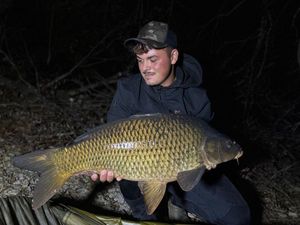 Common Carp