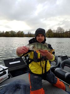 European Perch