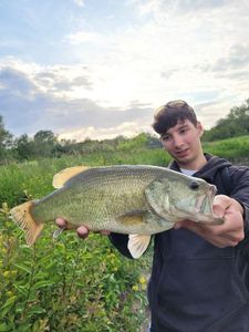 Largemouth Bass
