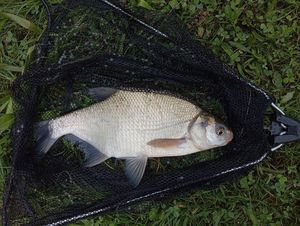 Common Bream